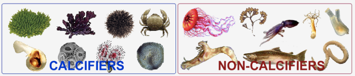 The virtual urchin answer key