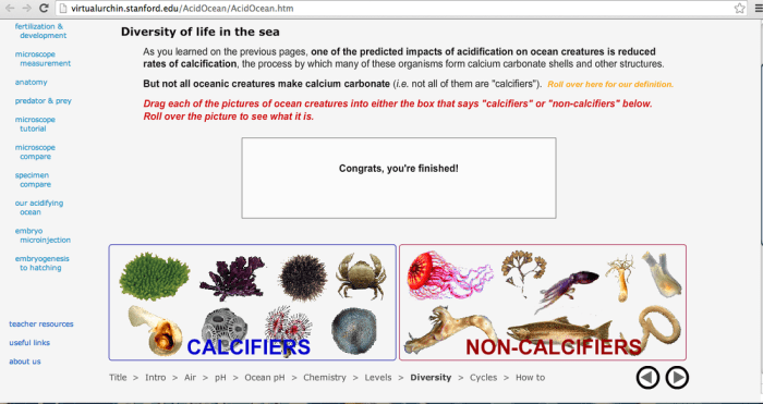 The virtual urchin answer key