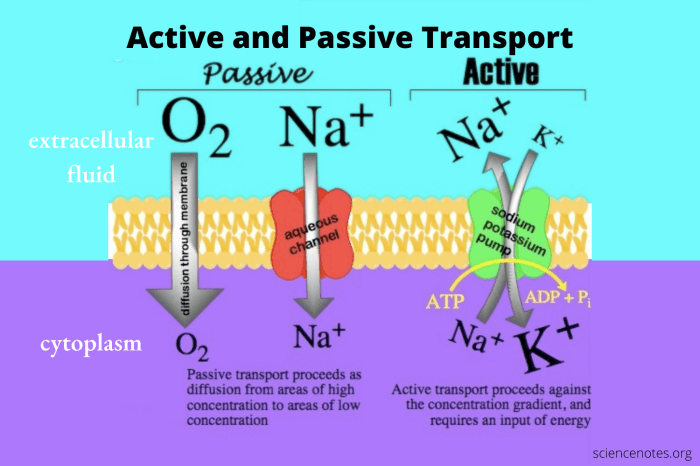 Active and passive transport worksheet