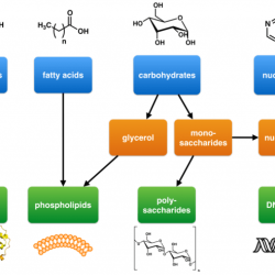 Macromolecules of living things answer key