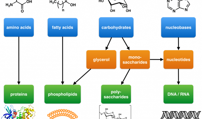 Macromolecules of living things answer key