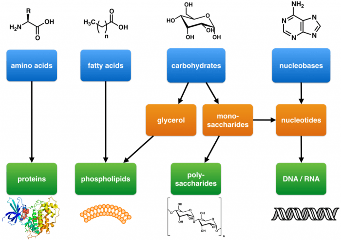 Macromolecules of living things answer key