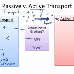 Active and passive transport worksheet