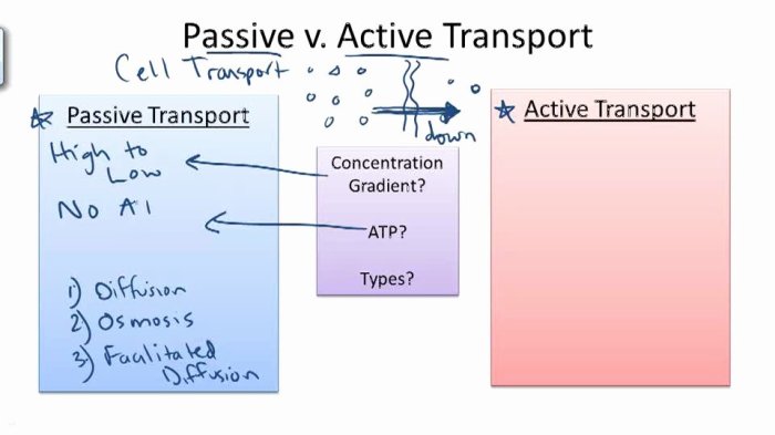 Active and passive transport worksheet