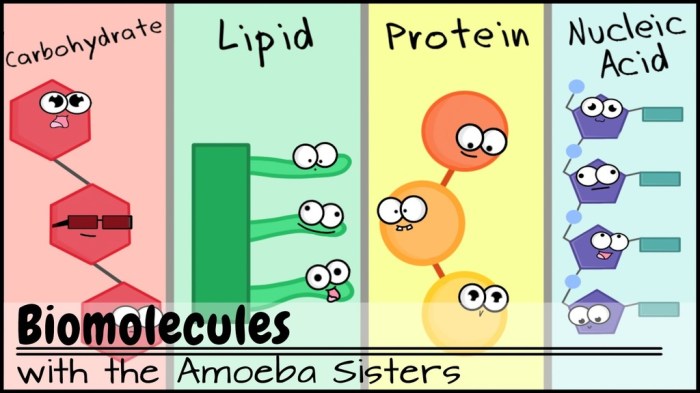 Macromolecules of living things answer key