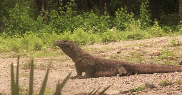 The komodo dragon answer key