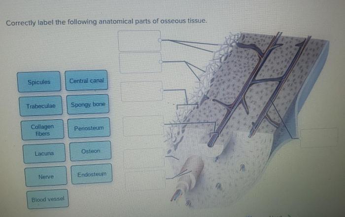 Correctly renal corpuscle snag