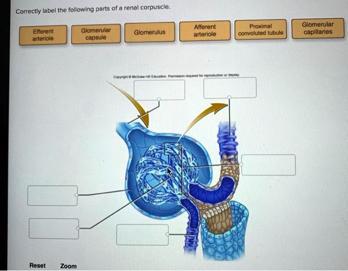 Correctly renal corpuscle mcgraw excretory