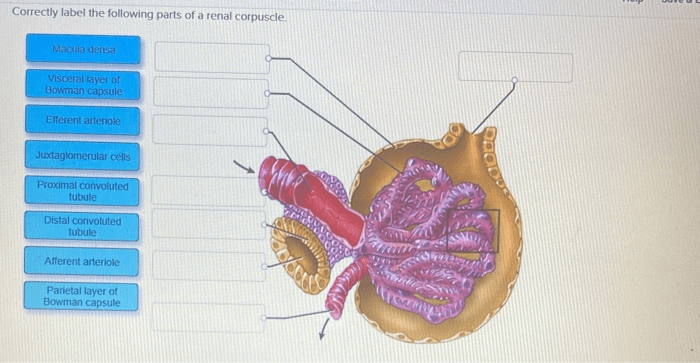 Correctly label the following parts of a renal corpuscle