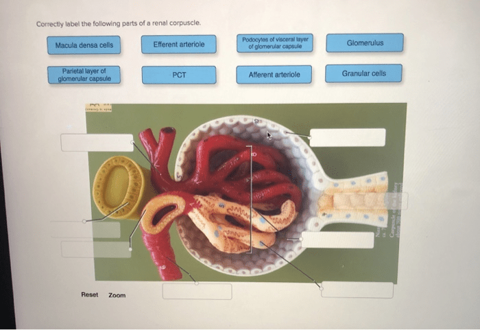 Correctly label the following parts of a renal corpuscle