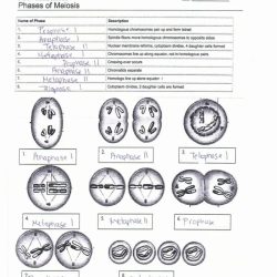 Unit 6 outcome 1 meiosis coloring worksheet answer key