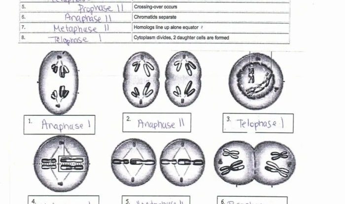 Unit 6 outcome 1 meiosis coloring worksheet answer key