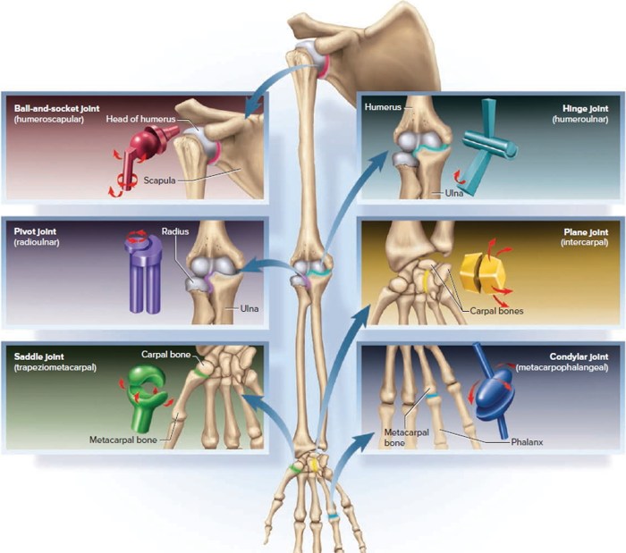 Match the types of synovial joints in column a