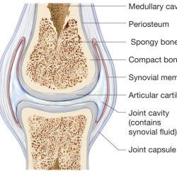 Match the types of synovial joints in column a