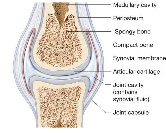 Match the types of synovial joints in column a